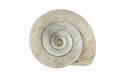 Snail shell