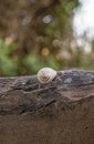 Snail shell on a plank -Cepaea hortensis- Royalty Free Stock Photo