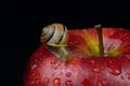 A snail on an apple Royalty Free Stock Photo