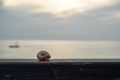 Snail shell resting on the wooden bench