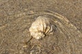 Snail shell in the sea Royalty Free Stock Photo
