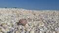 Snail shell in a sea - shells scenery Royalty Free Stock Photo