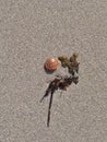 snail shell and sea weed on sandy beach in Ireland