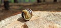 Snail in a shell. snail house. Helix lucorum living in the forest Royalty Free Stock Photo