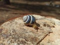Snail in a shell. snail house. Helix lucorum living in the forest Royalty Free Stock Photo