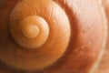 Snail Shell Spiral Royalty Free Stock Photo