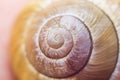 Snail shell spiral carbon house seashell found on an island during vacation