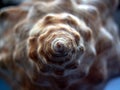 Snail shell spiral detail Royalty Free Stock Photo