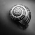 snail shell spiral monotone Royalty Free Stock Photo