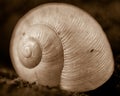 Spiral Snail Shell. Close up of snail shell in monochrome Royalty Free Stock Photo