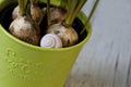 Snail Shell And Spring Plants In Pot Royalty Free Stock Photo