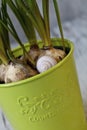 Snail Shell And Spring Plants In Pot Royalty Free Stock Photo