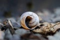 Snail shell on stony ground. Colorful shells of molluscs. Royalty Free Stock Photo