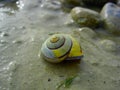 Snail Shell,