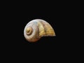 Snail shell top of the body