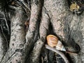 snail shell on tree root Royalty Free Stock Photo