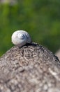 Snail shell at a tree trunk Royalty Free Stock Photo