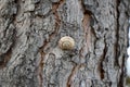 Snail shell on a tree, Snail shell on a wood pattern, Closeup view of a snail on the tree, Snail on the wooden background Royalty Free Stock Photo