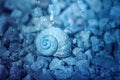 Snail shell under water Royalty Free Stock Photo