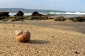 Snail shells washed up on the beach sand Royalty Free Stock Photo