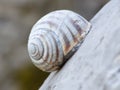 Snail Shell Weathered Royalty Free Stock Photo