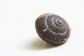 Snail shell on white Royalty Free Stock Photo
