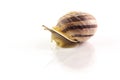Snail with shell on white background Royalty Free Stock Photo