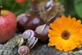 Snail Shells, Apple, Flower Royalty Free Stock Photo