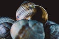 Snail shells in close up. Still life photography