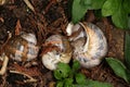 Snail Shells