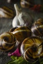 Snailes and garlic Royalty Free Stock Photo