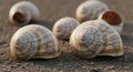 Snail Shells on Ground Close Up Royalty Free Stock Photo