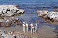 Snail shells hanging on wooden sticks by the sea Royalty Free Stock Photo