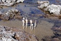 Snail shells hanging on wooden sticks by the sea Royalty Free Stock Photo