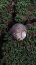 Snail shells that heve been abandoned by their owners and on top of the surrounding mud are surrounded by azolla sp plants