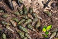 Snail shells in the Jungle of the island of Curieuse, Seychelles