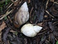 snail shells that the owner has long abandoned