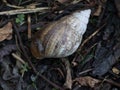 snail shells that the owner has long abandoned