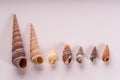 Molusce Diversity - Conical Snail Shells