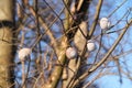 Snail shells on the twigs Royalty Free Stock Photo