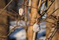 Snail shells on the twigs Royalty Free Stock Photo
