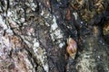 A snail shrinks into a doze in its shell in the middle of a tree trunk. A snail can mean weakness or fragility. Carapace can mean