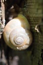 Snail Royalty Free Stock Photo