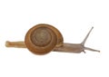 Snail side view isolated on white background Royalty Free Stock Photo