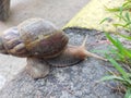 A snail on the sidewalk, with its unique stilts walking slowly