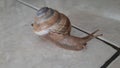 Snail siput keong