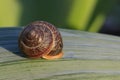 The snail sits on a green leaf, close-up macro shot. Royalty Free Stock Photo