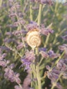 Snail sits on purple flowers Royalty Free Stock Photo