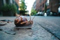 Snail sits on the sidewalk, urban wildlife observation photo