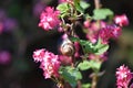 Snail sitting on the branch of a flowering currant